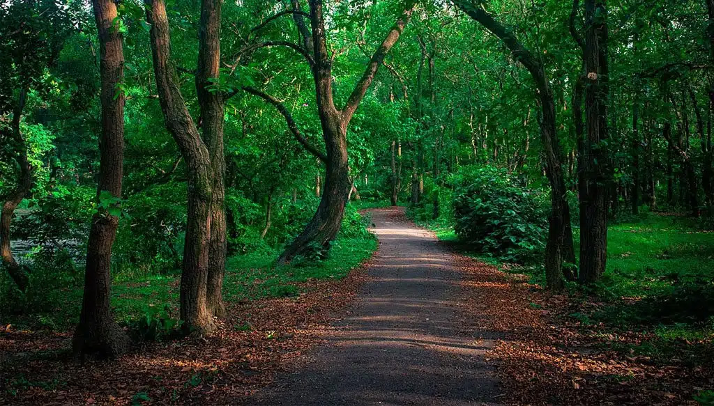 Bhawal National Park
